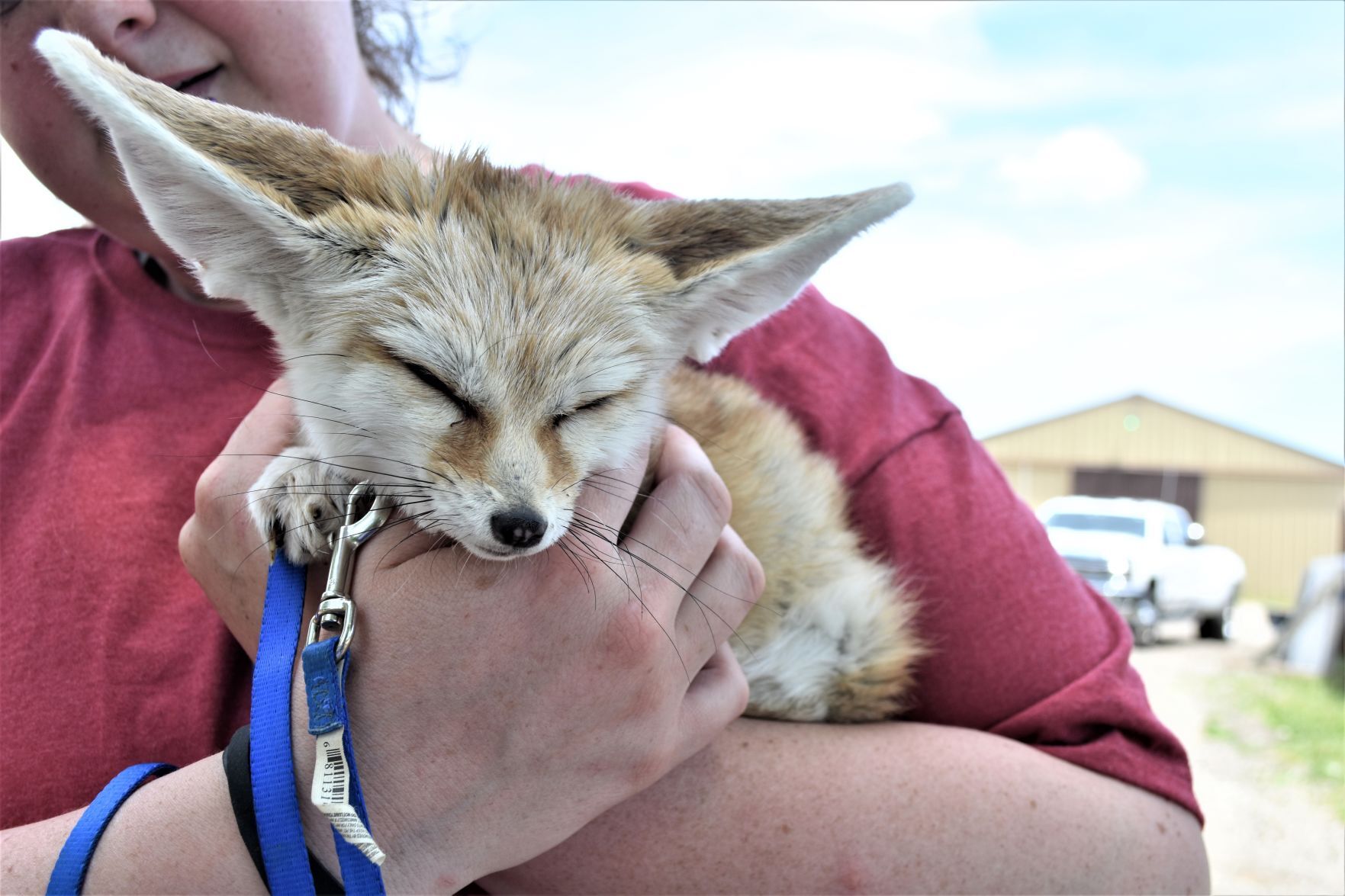 Sahara, fennec fox